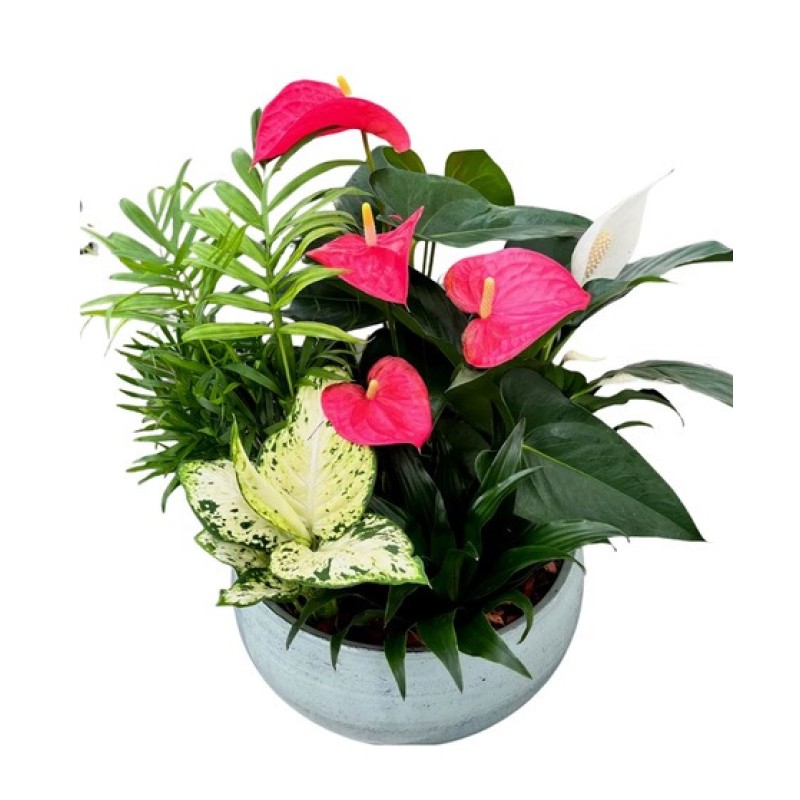 FLOWER INDOOR - ASSORTED