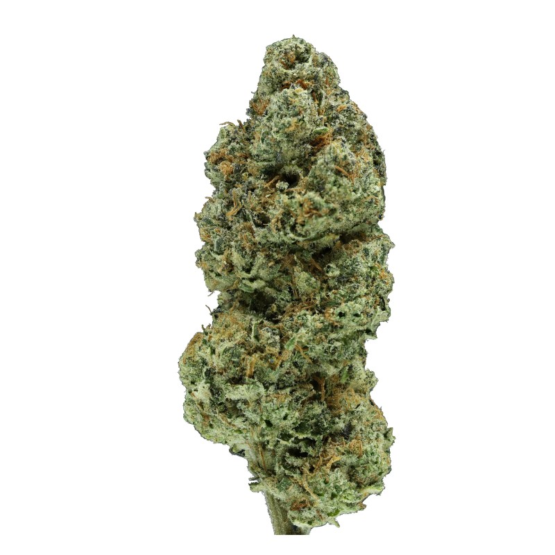 FLYING HORSE 1/4 POUND INDOOR THC A FLOWER- CEREAL MILK (H)