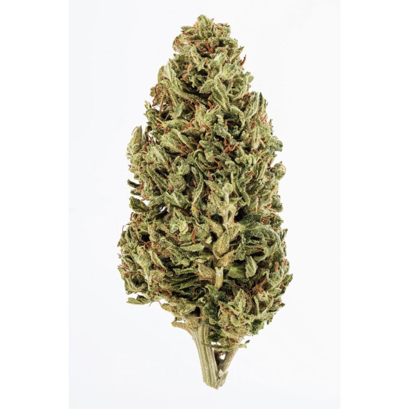 FLYING HORSE 1/4 POUND INDOOR THC A FLOWER- JACK HERER (S)