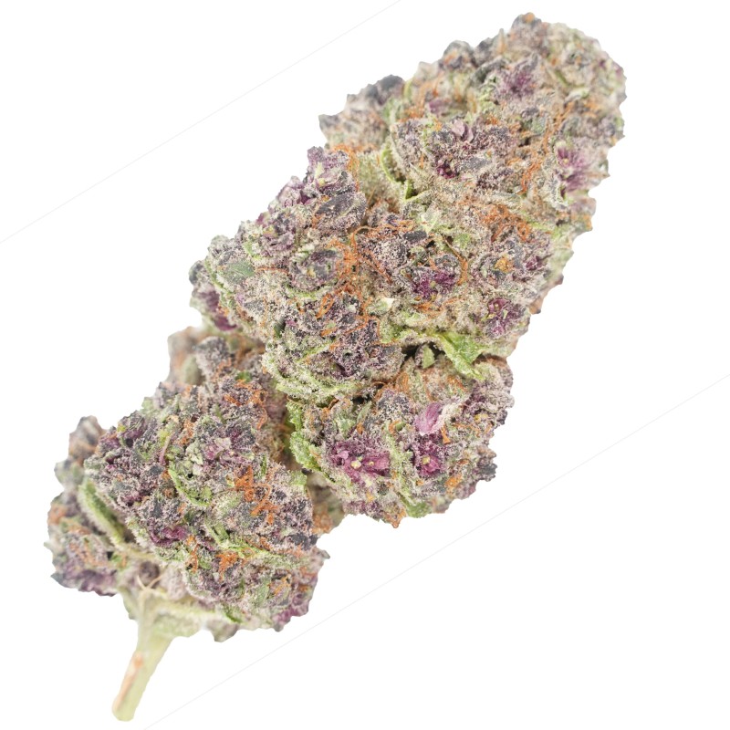 FLYING HORSE 1/4 POUND INDOOR THC A FLOWER- PURPLE HAZE (S)
