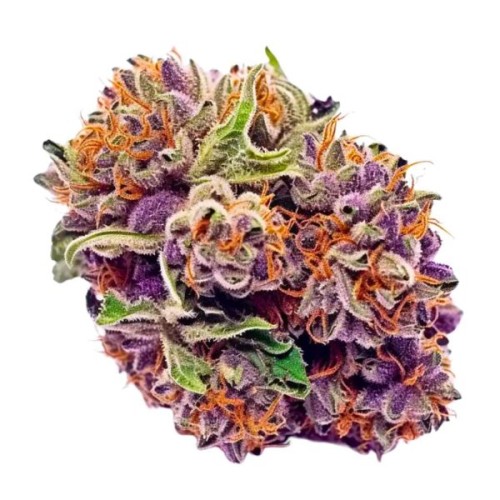 TAPESTRY HERB CO. THCA FLOWER 1LB BOX PURPLE ZKITTLES INDICA