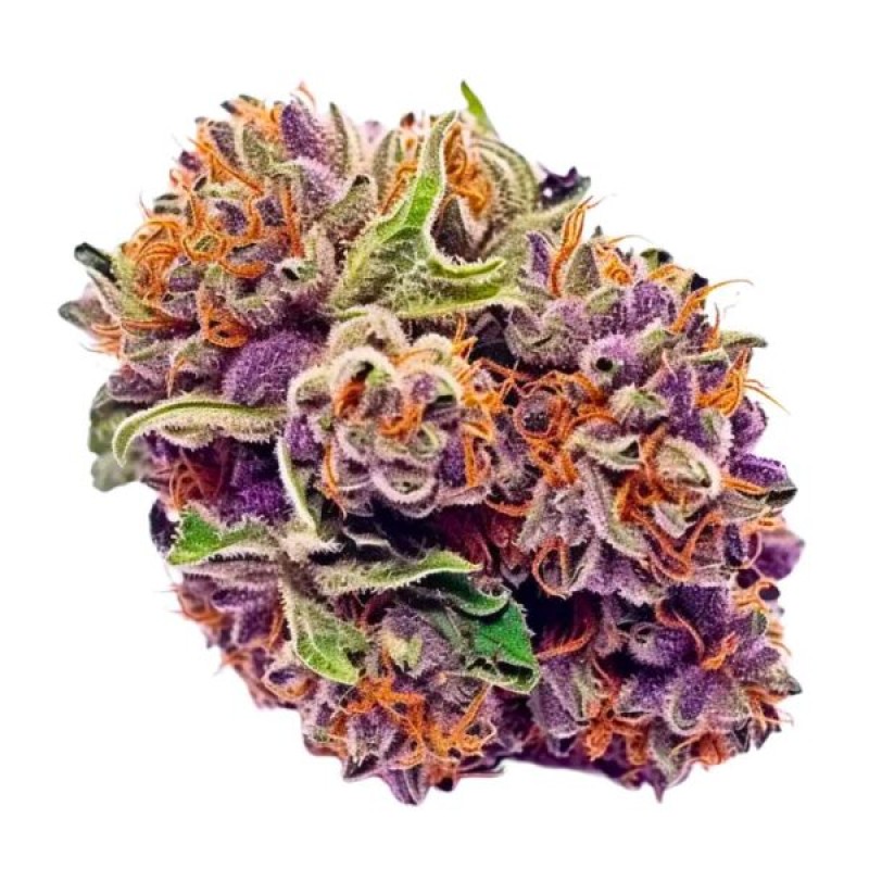 TAPESTRY HERB CO. THCA FLOWER 1LB BOX PURPLE ZKITTLES INDICA