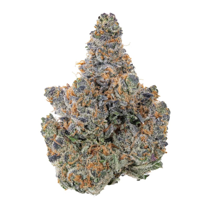 TRIGGER EXOTICS 7G- KING LOUIS (I)