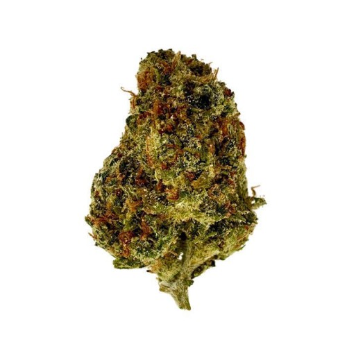 TRIGGER EXOTICS PURE THCA 2G FLOWER JAR- JACK HERER (H)